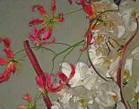 ORCHIDS VII