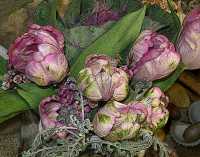 FRENCH TULIPS