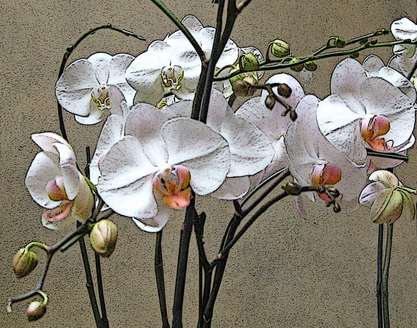 ORCHIDS VI