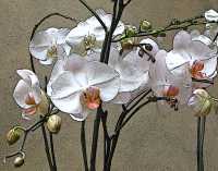 ORCHIDS VI