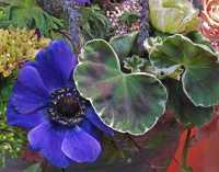 PURPLE FLOWER