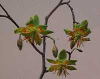 EXOTIC GREEN FLOWERS