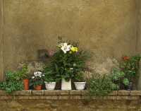 POTTED FLOWERS