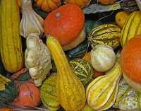FRUITS & VEGETABLES V