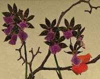 ORCHIDS XI