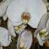 ORCHIDS SERIES